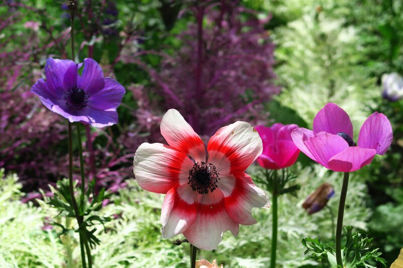 Anemone Flowers in Garden