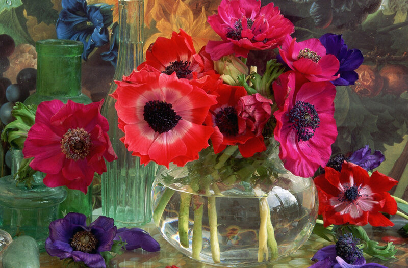 Anemone Flowers in Vase — Red, Calm