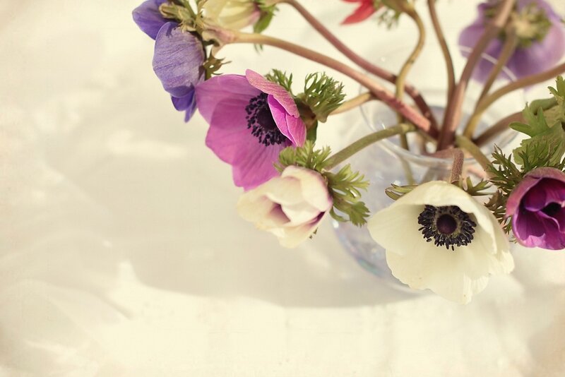 Anemone Flowers in Vase