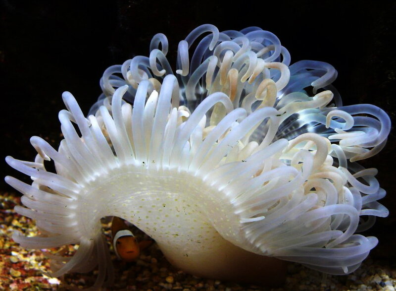 Anemone with clownfish