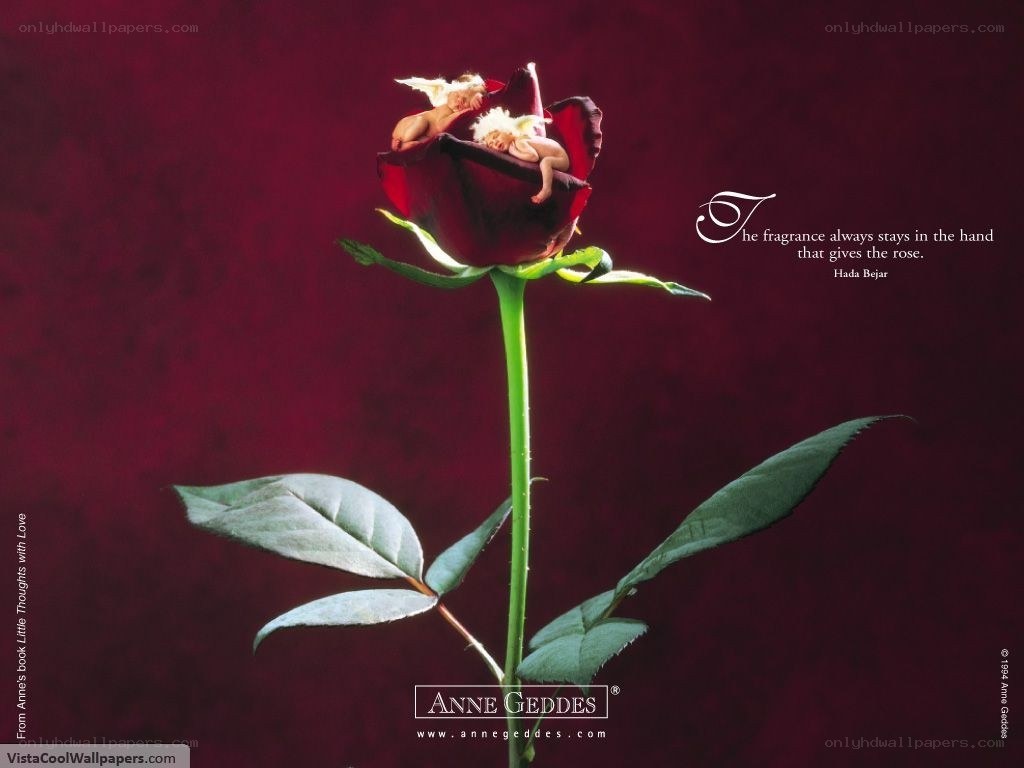 Angel in a rose