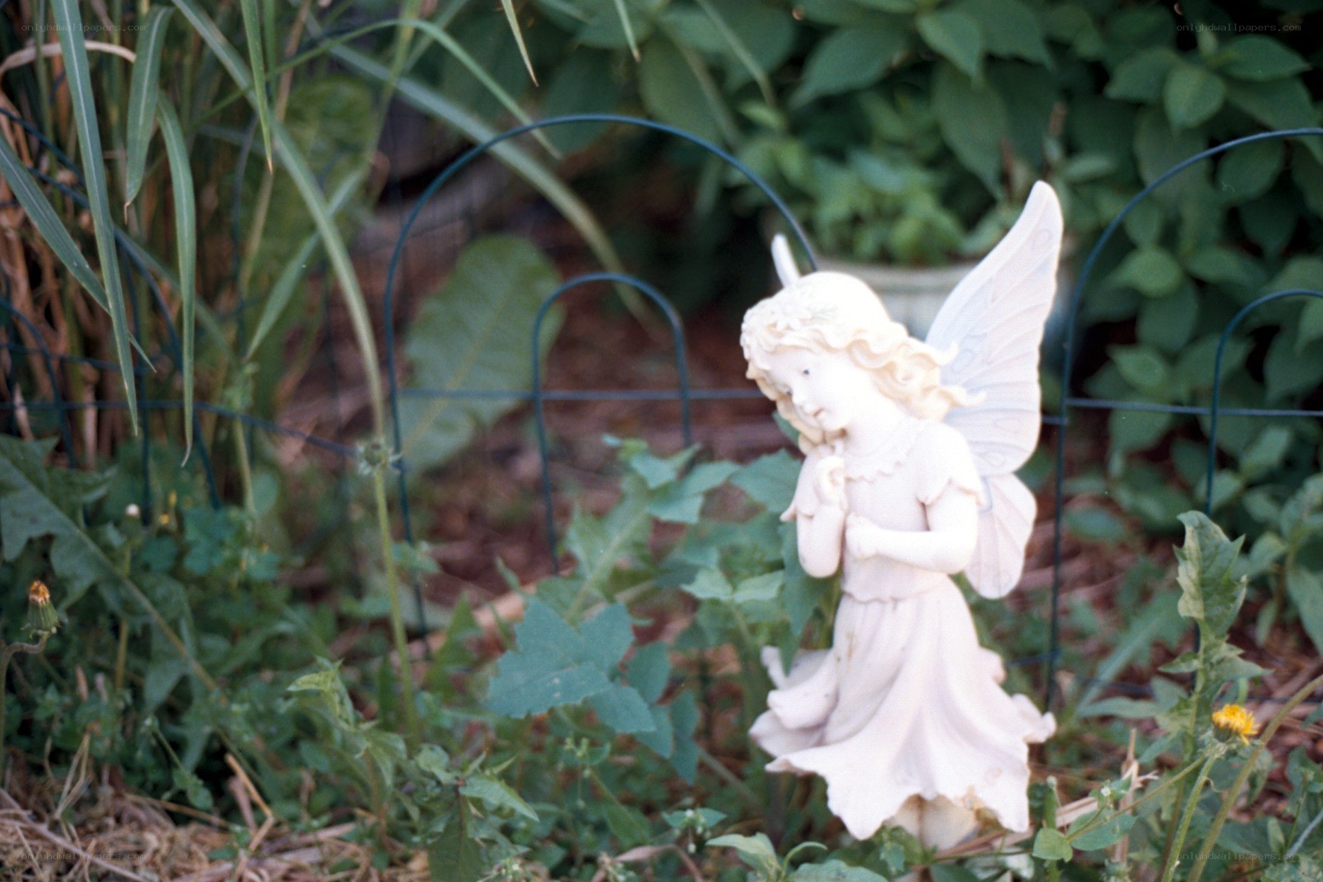 Angel statue in garden