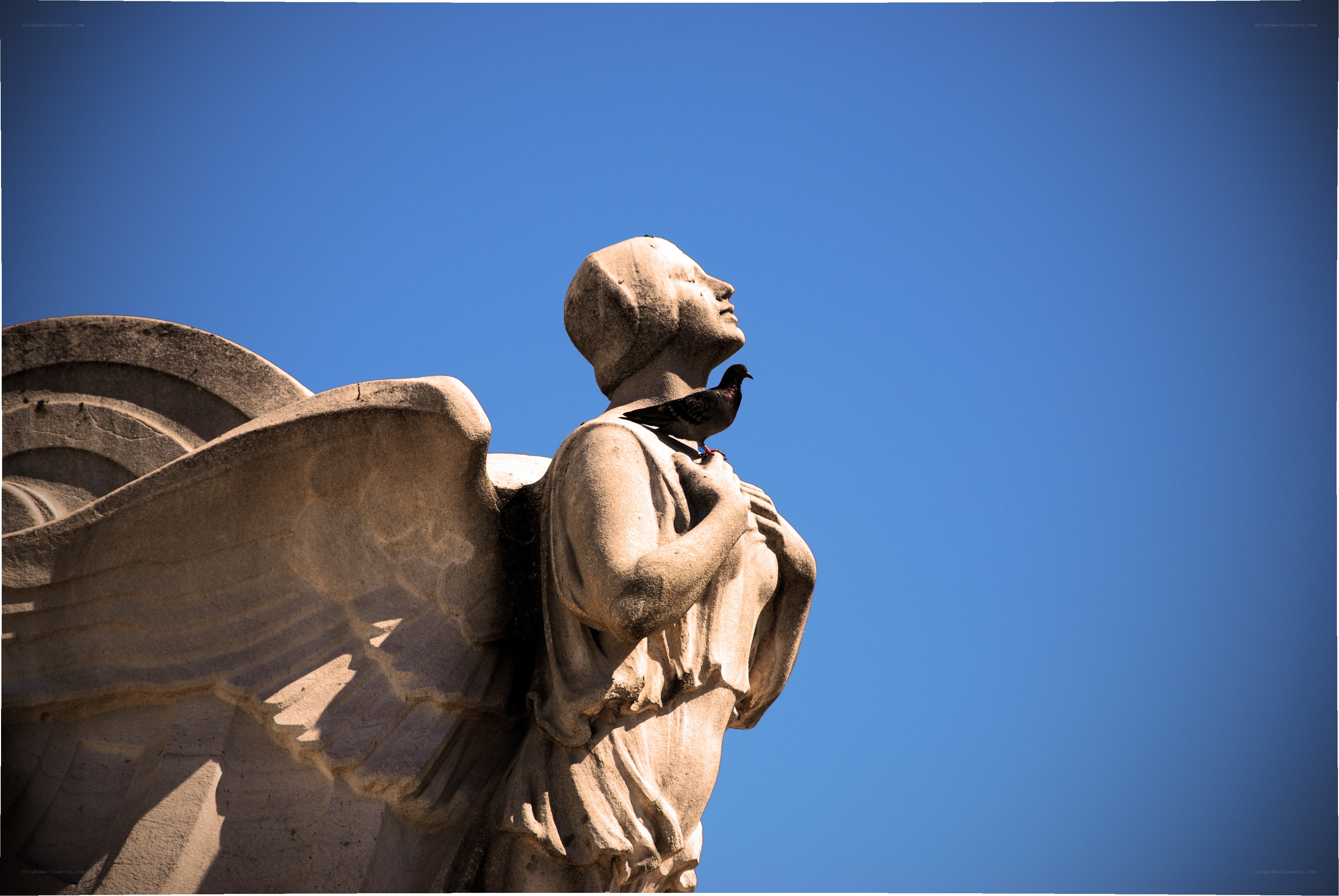 Angel statue with pigeon
