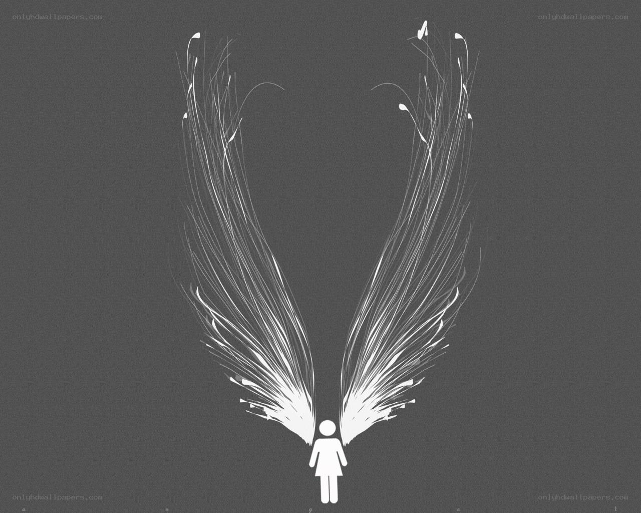 Angel wings illustration