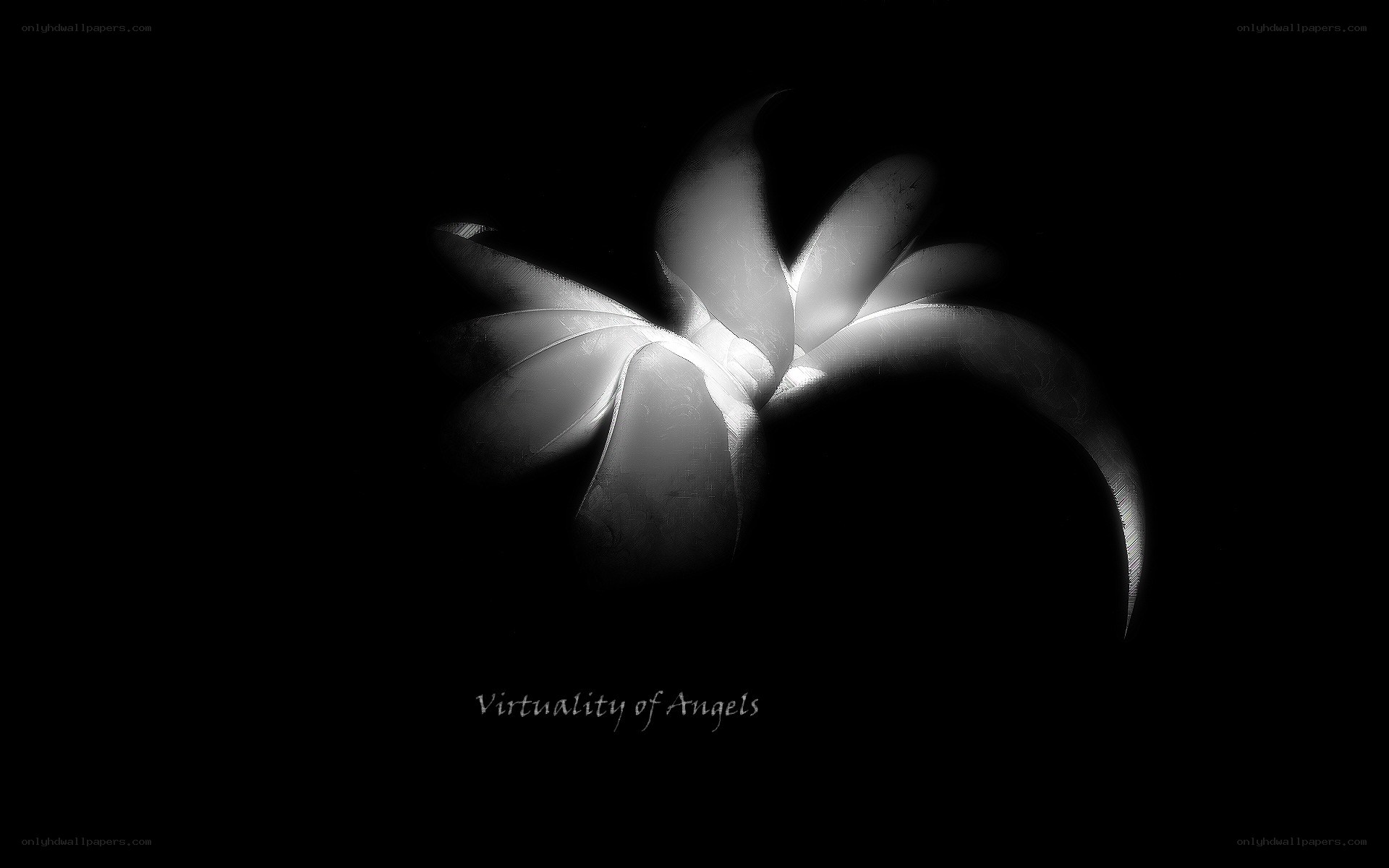 Angel Wings in Darkness