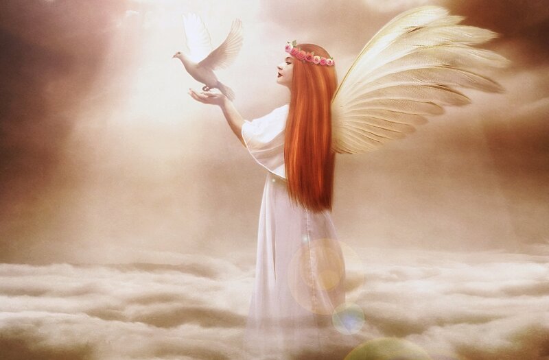 Angel with Dove — White, Serene, Digital Art, Wings
