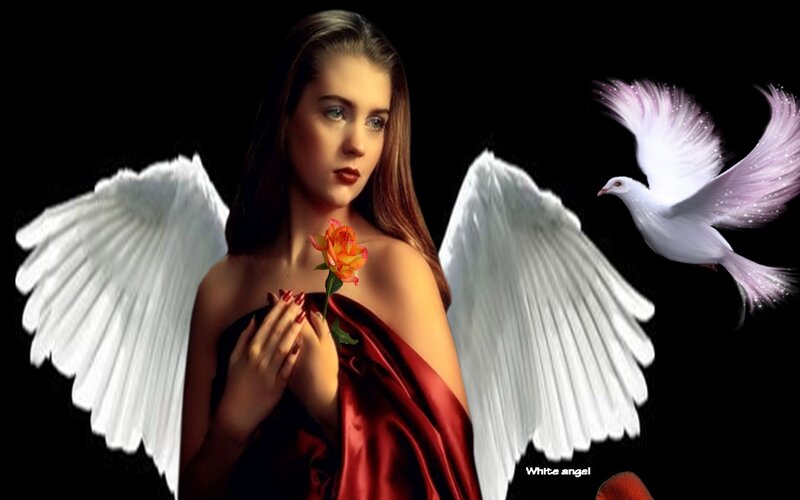 Angel with Wings — White, Serene, Digital Art, Dove, Rose, Red Fabric