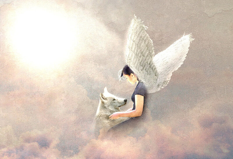 Angel with Wolf — White, Serene
