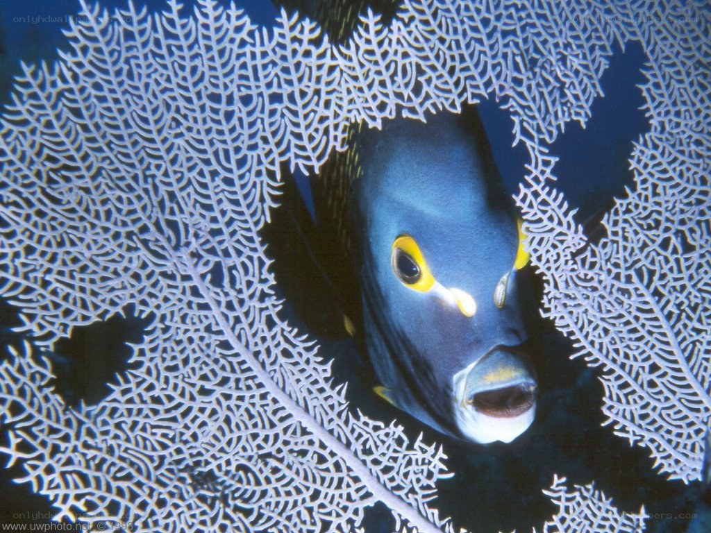 Angelfish behind sea fan
