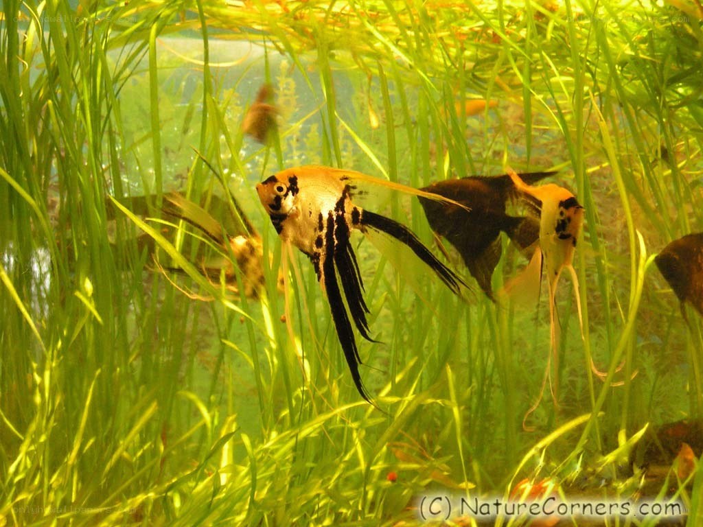 angelfish in a planted tank