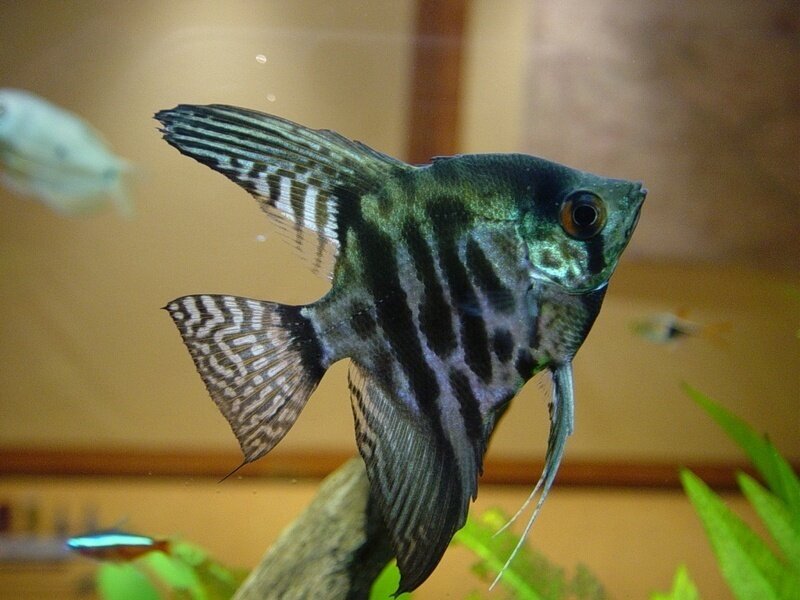 angelfish in aquarium