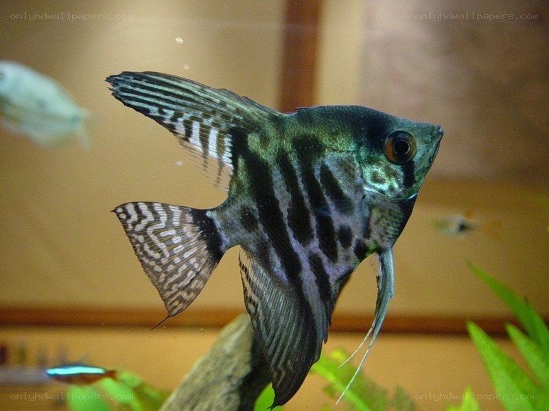 angelfish in aquarium