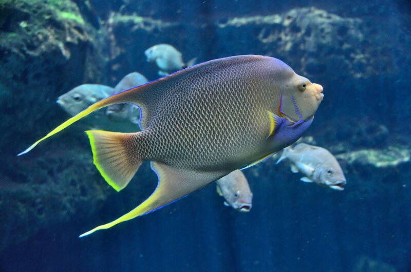 Angelfish in Aquarium — Blue