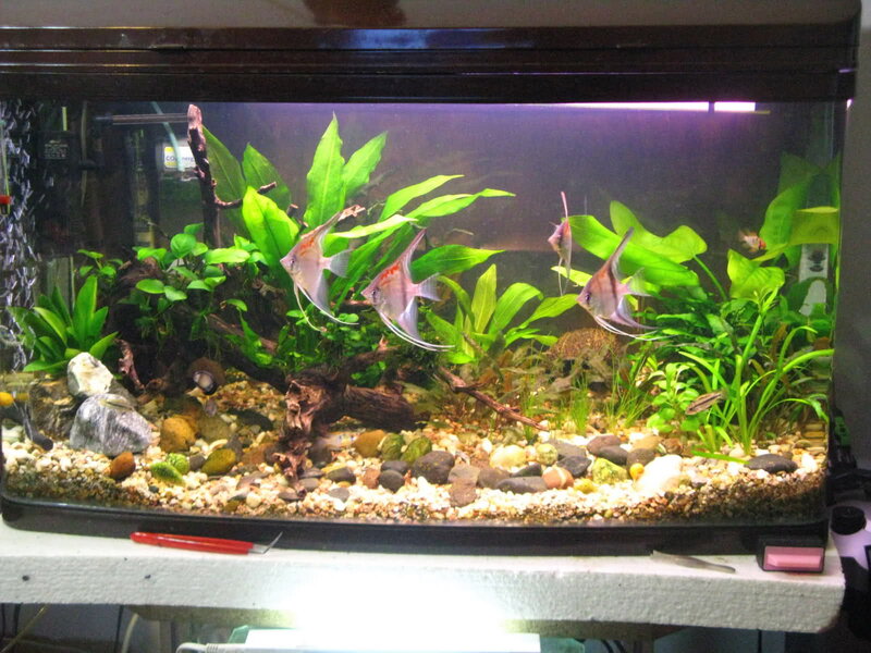 Angelfish in Aquarium — Green, Calm, Photograph, Plants, Rocks