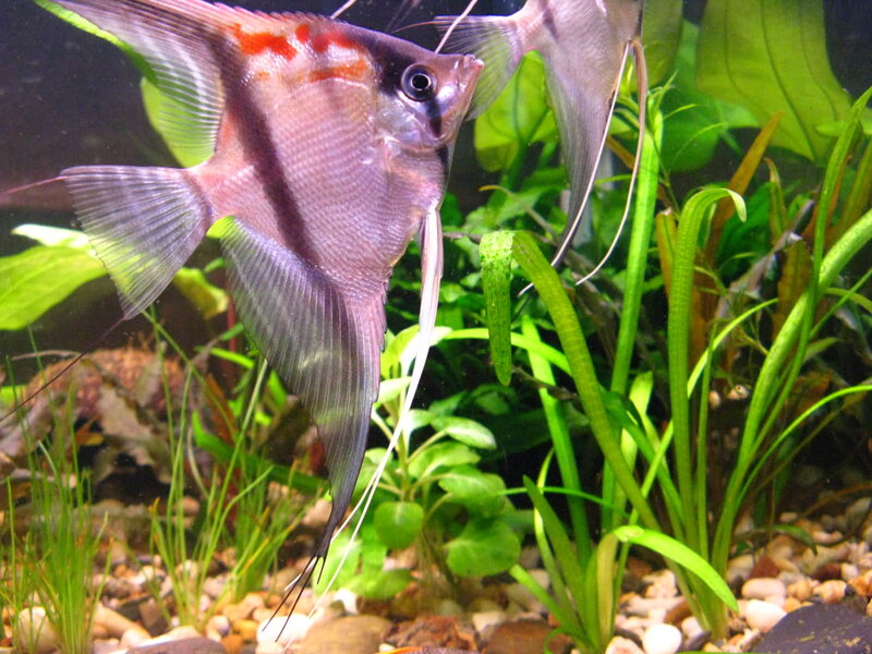 Angelfish in Aquarium — Green, Calm, Photograph