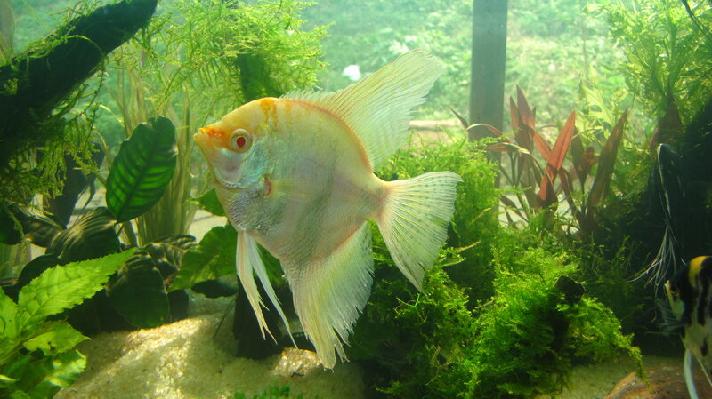 Angelfish in Aquarium — Green, Calm