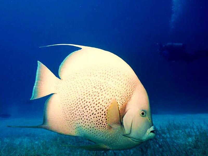 angelfish in blue water