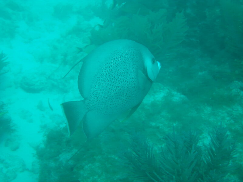 Angelfish in coral reef