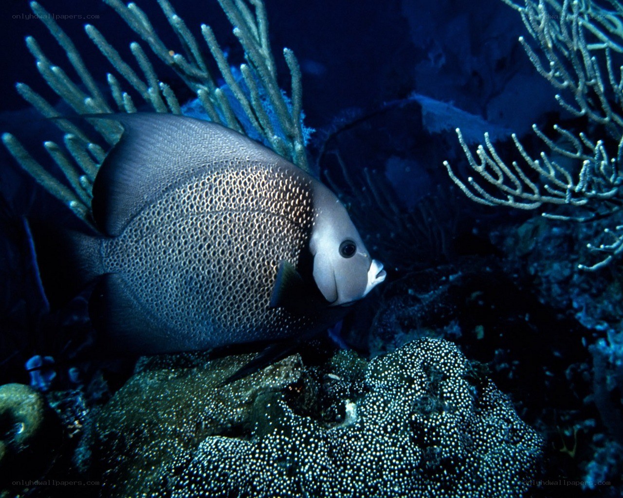 Angelfish in coral reef
