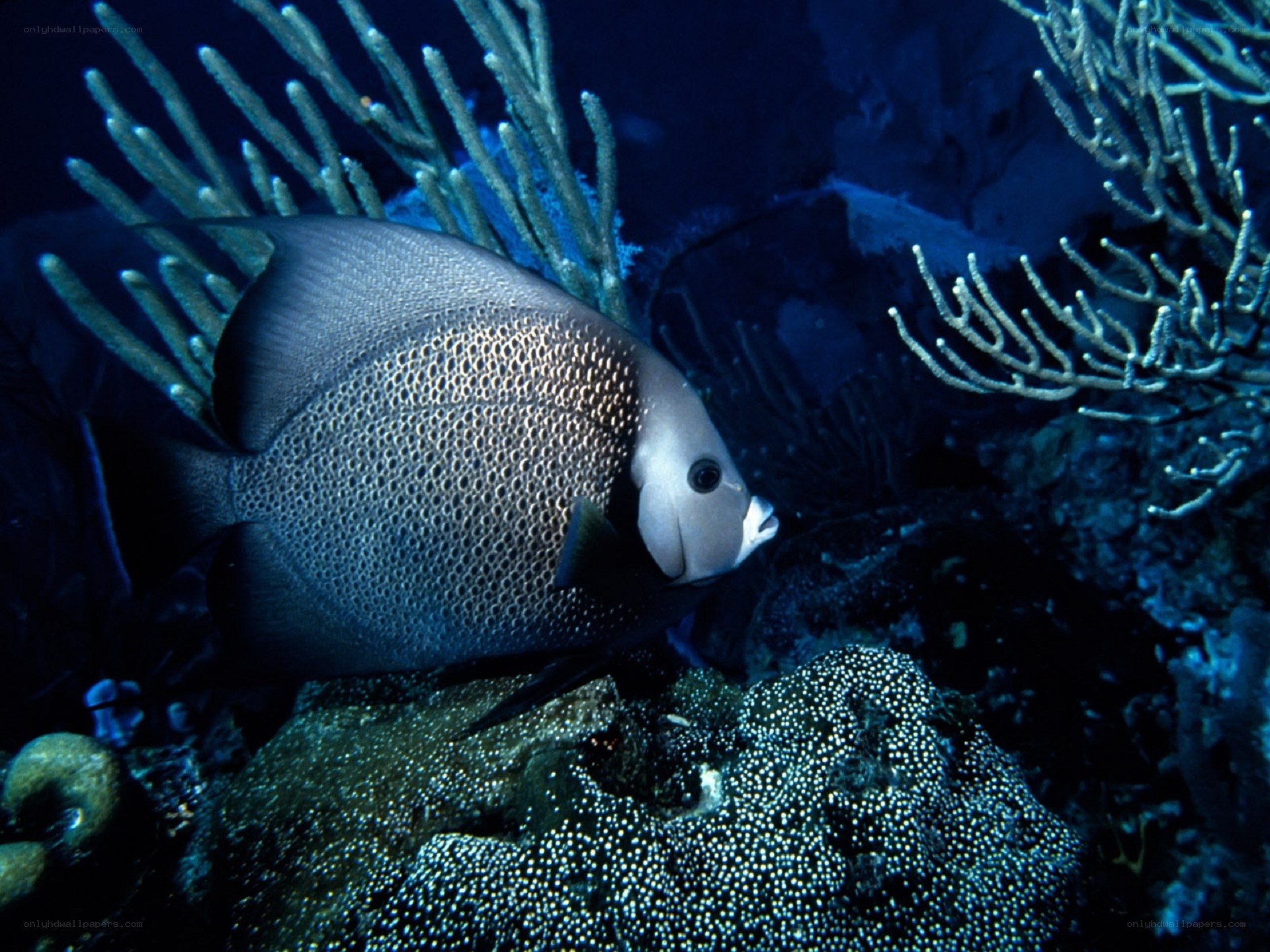 Angelfish in coral reef