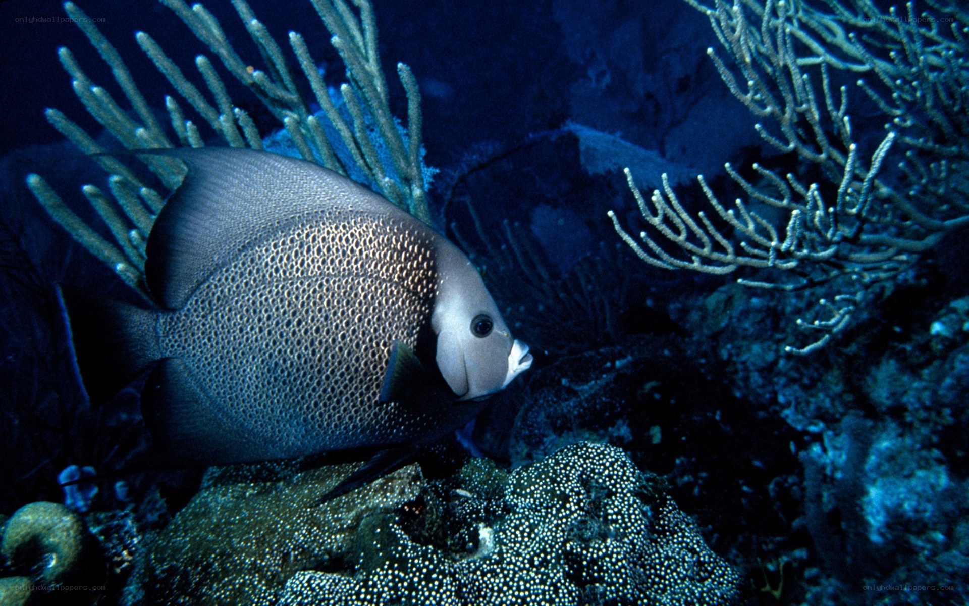 Angelfish in coral reef