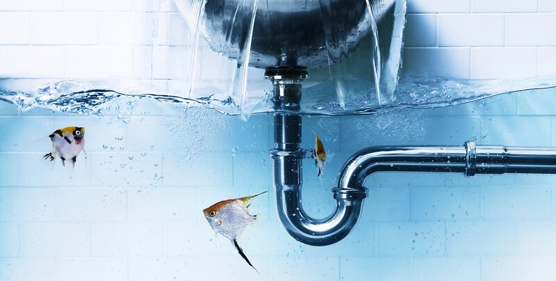 Angelfish in Sink