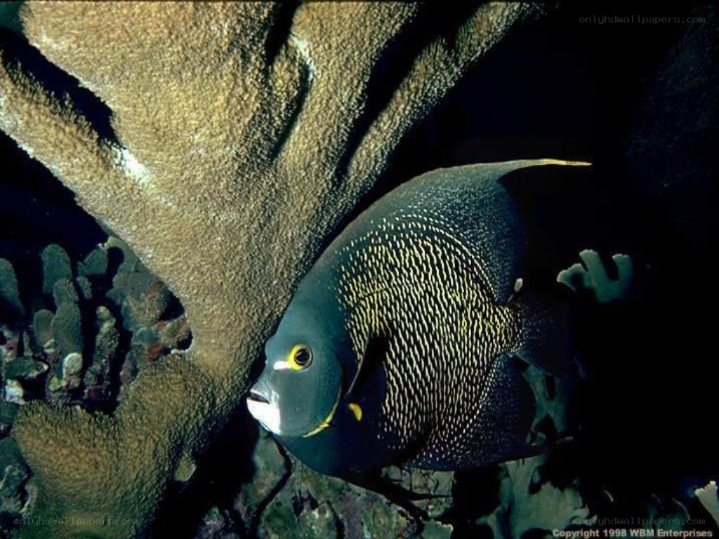 Angelfish near coral reef
