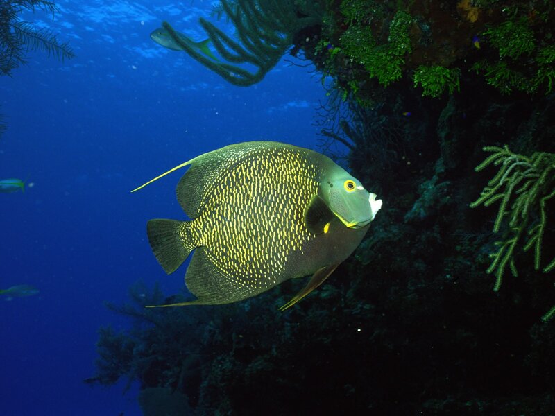 Angelfish Near Coral