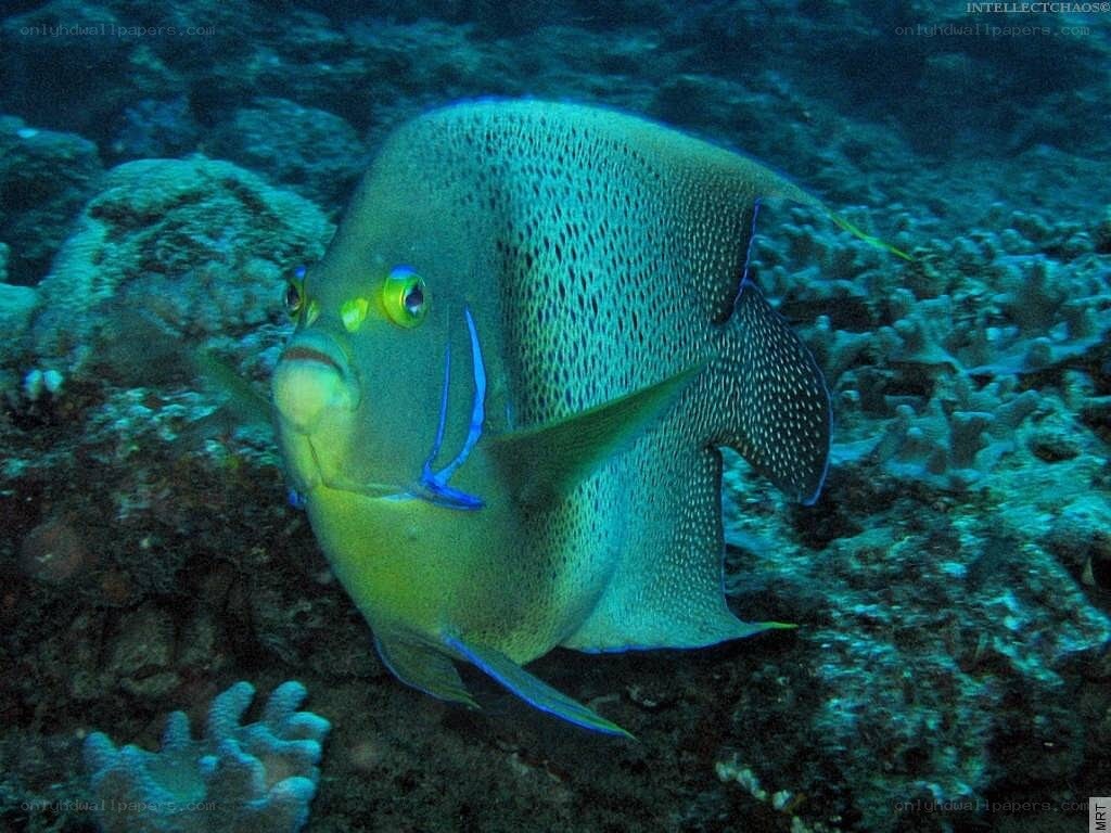 angelfish on coral reef