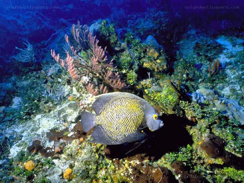 Angelfish on coral reef