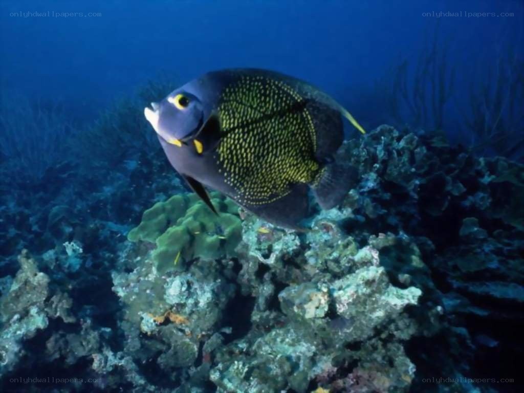 angelfish on coral reef