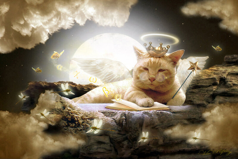 Angelic Cat Reading Book