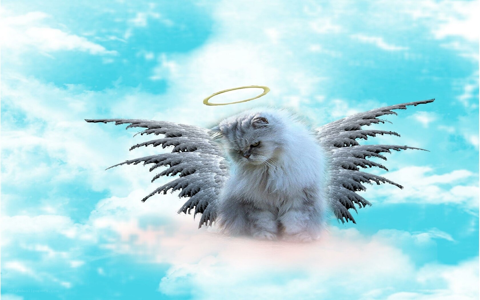 angelic cat with wings