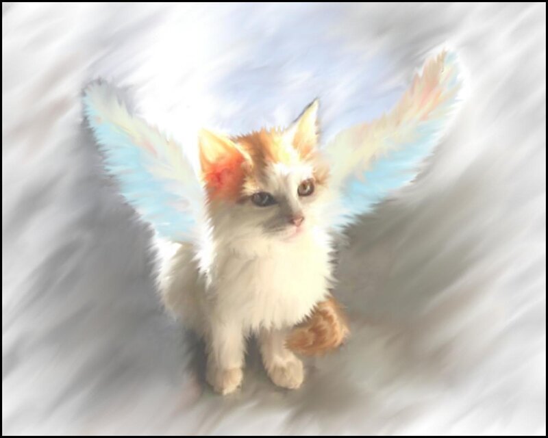 angelic kitten with wings