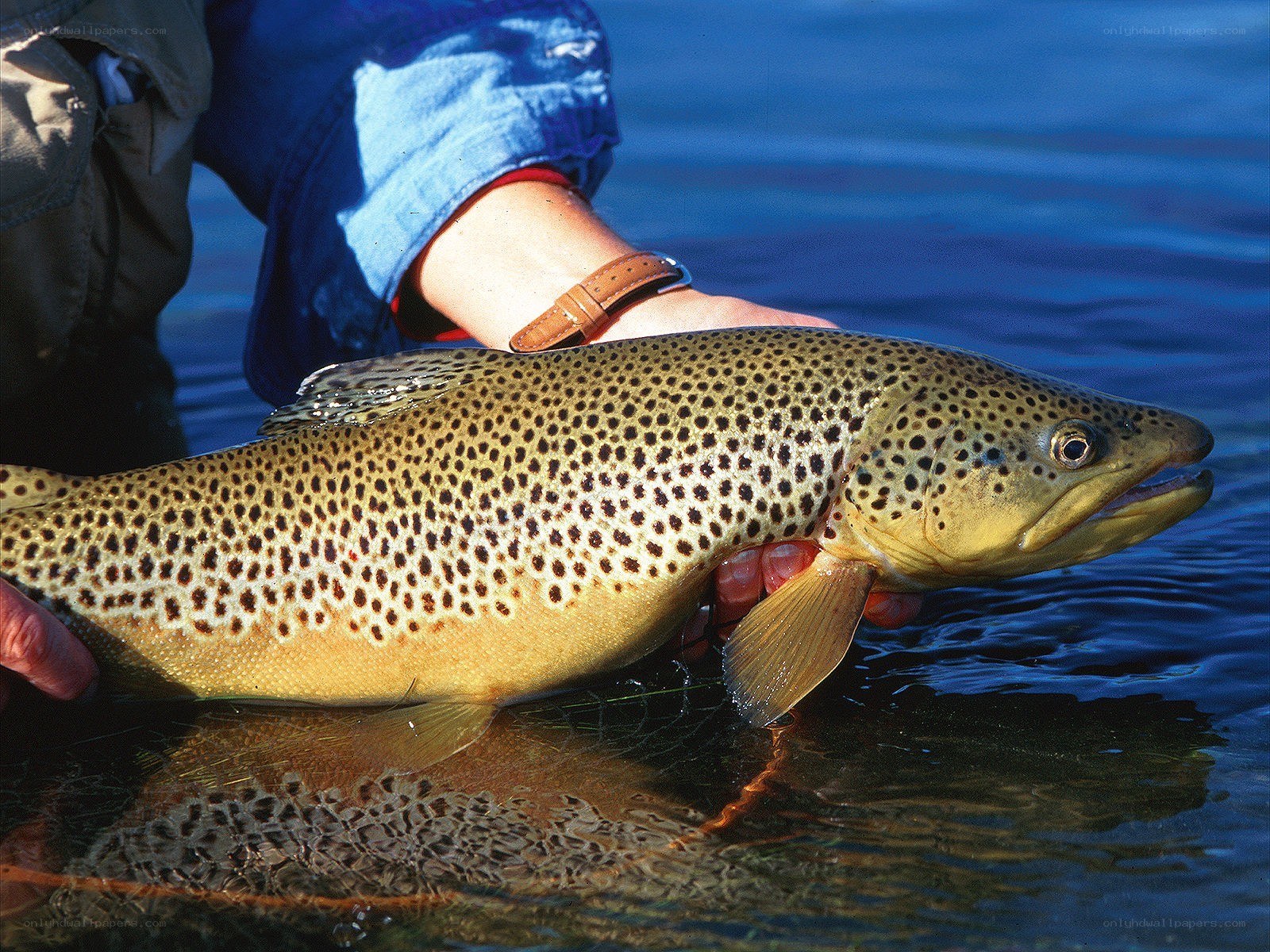 Angler holding a brown trout