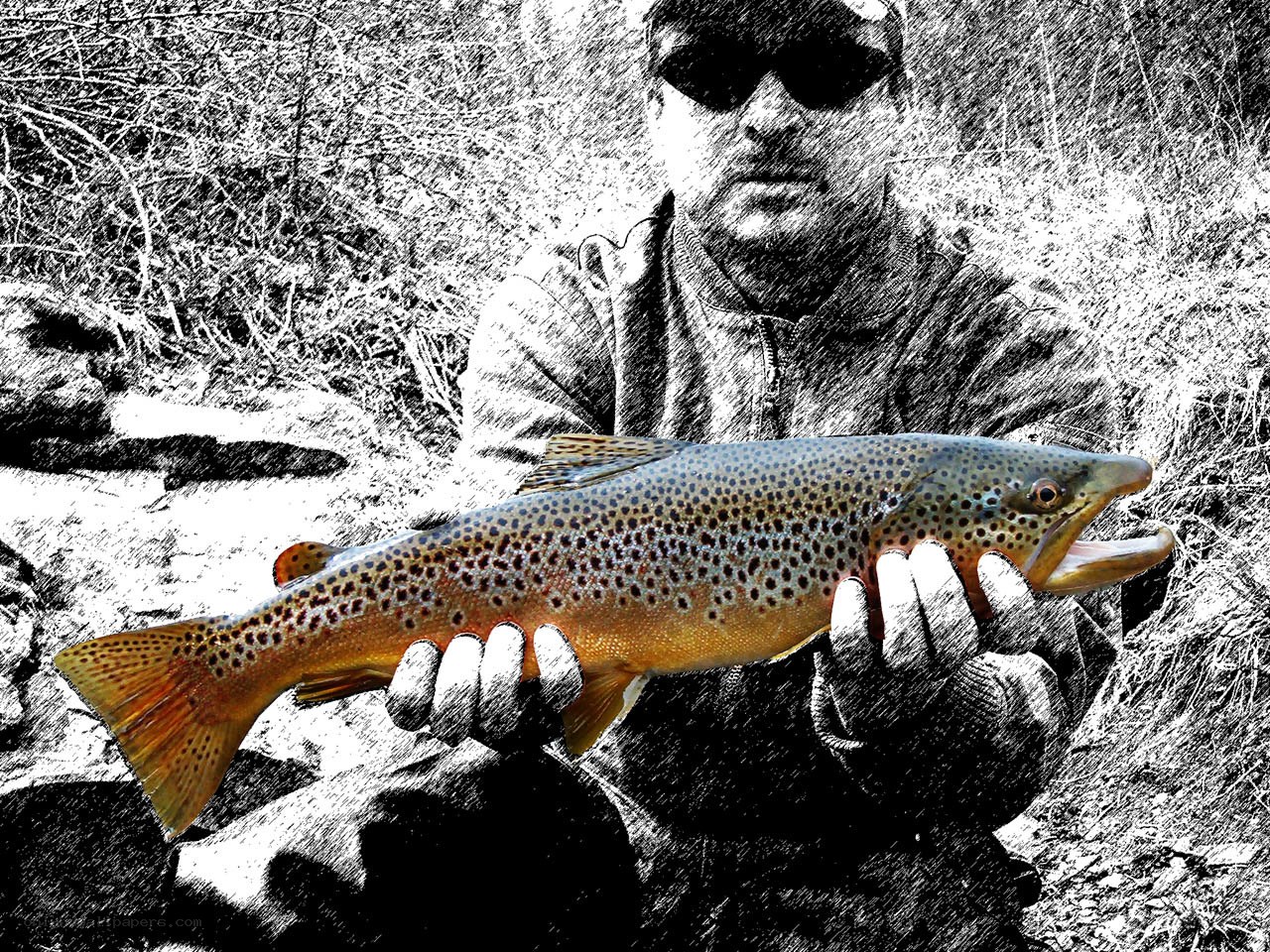 angler holding brown trout