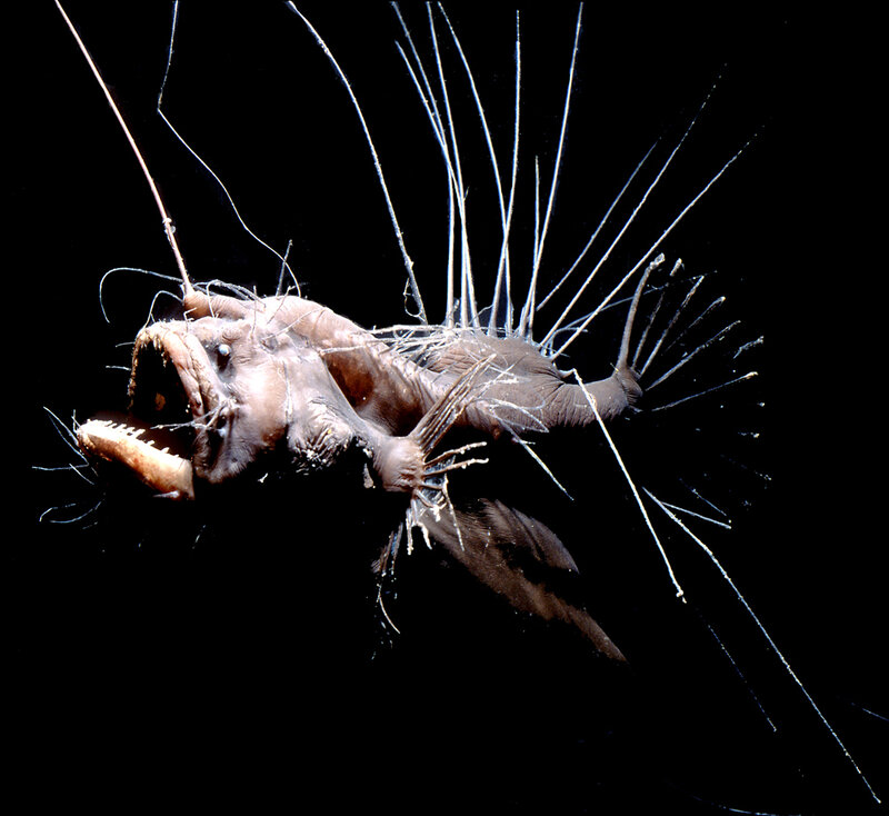 anglerfish with bioluminescent lure