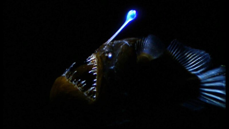 Anglerfish with Bioluminescent Lure — Black, Dramatic
