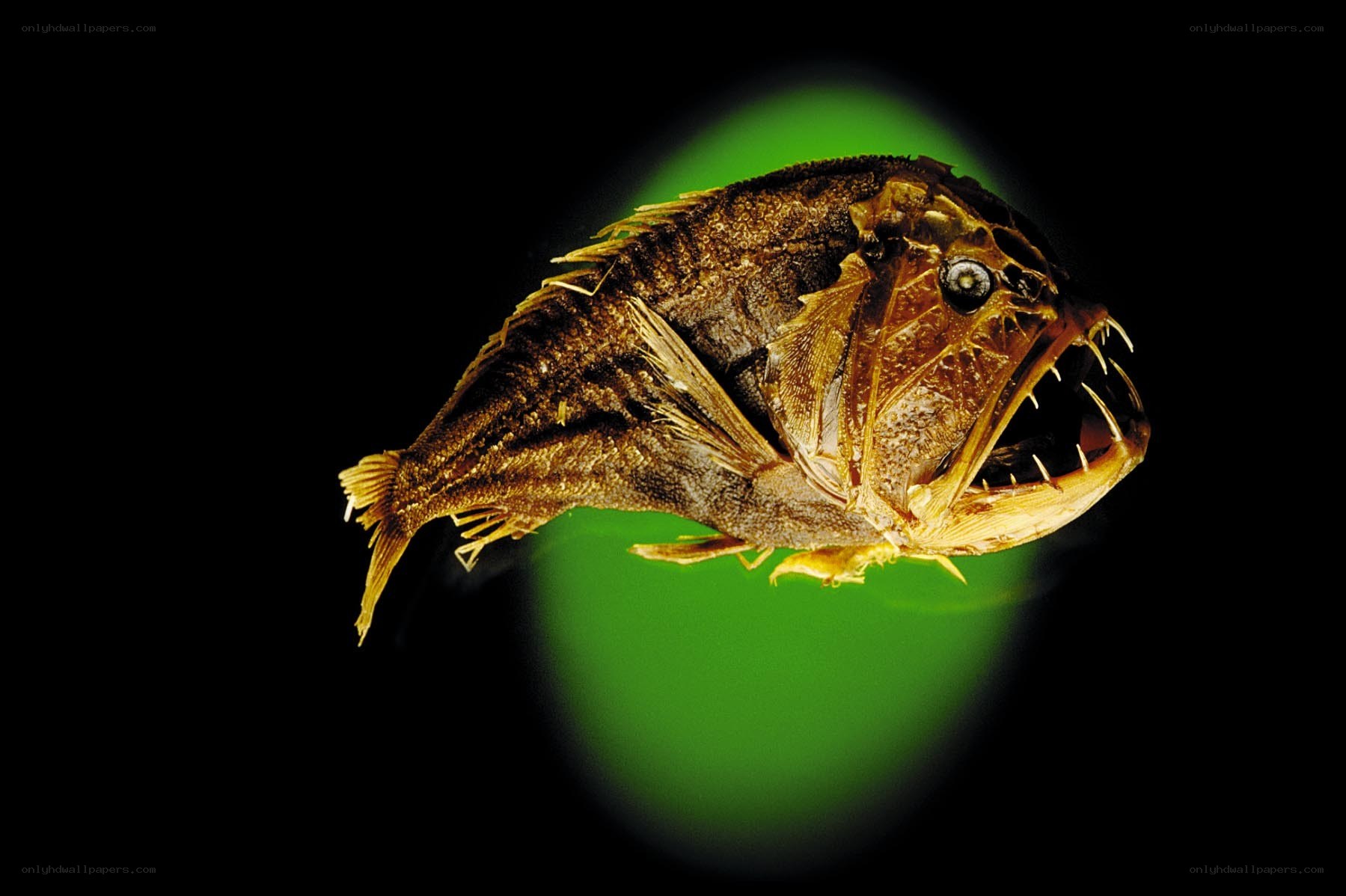 anglerfish with bioluminescent lure