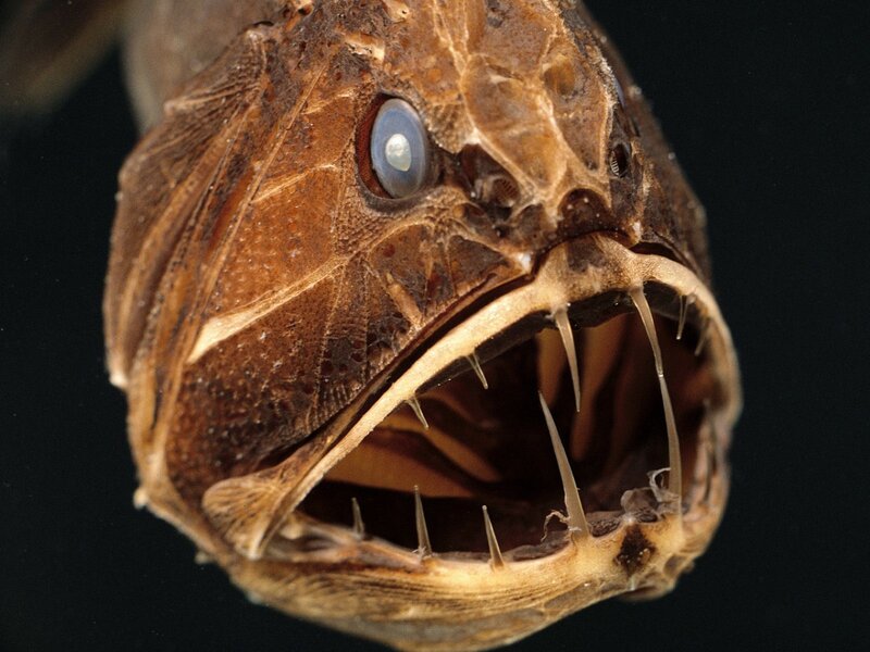 Anglerfish with Open Mouth — Brown