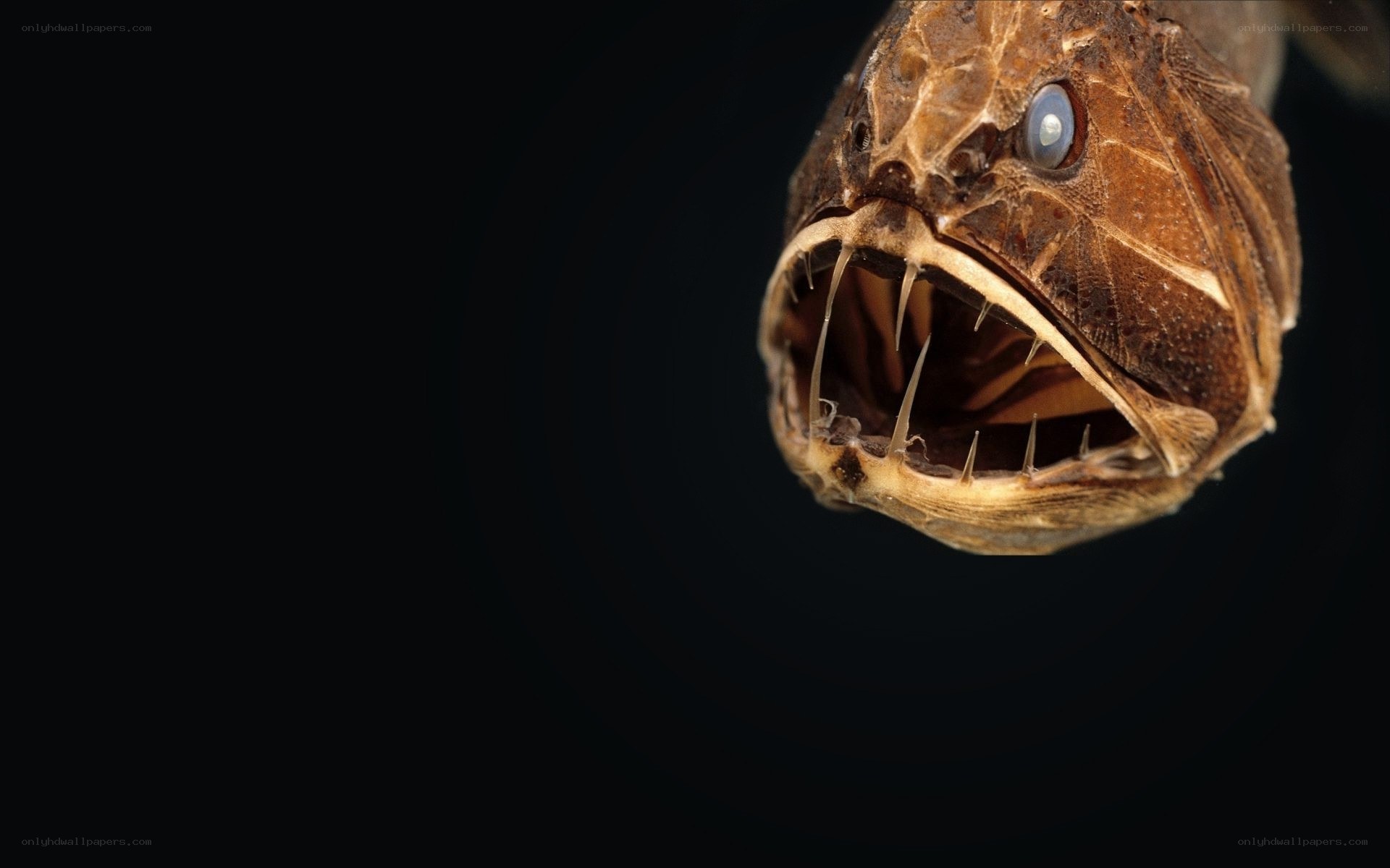 anglerfish with open mouth
