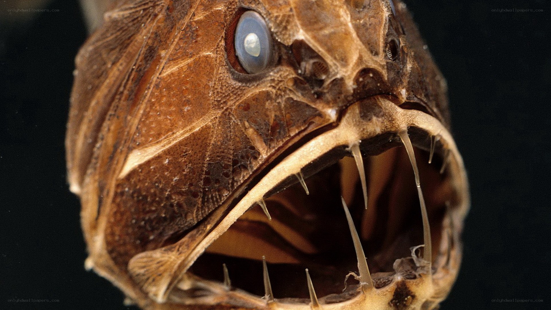 anglerfish with sharp teeth