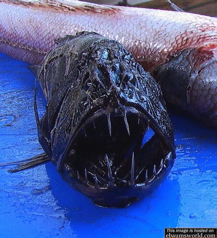 Anglerfish with sharp teeth