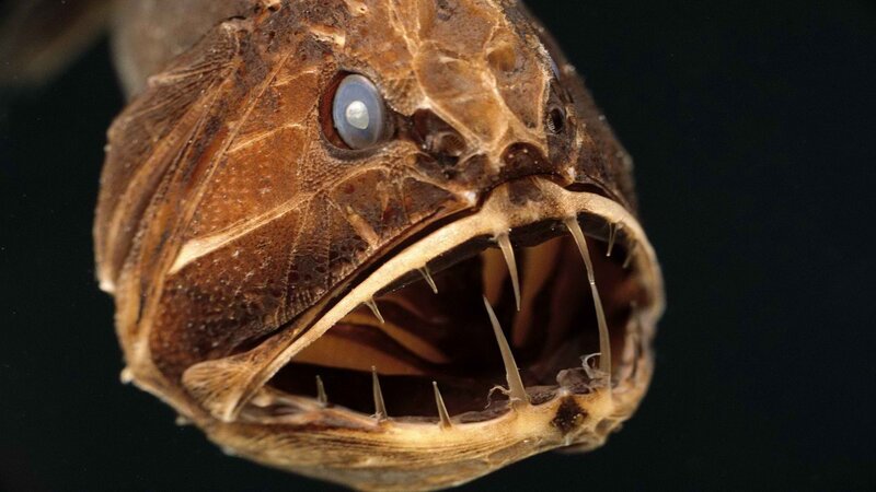 anglerfish with sharp teeth