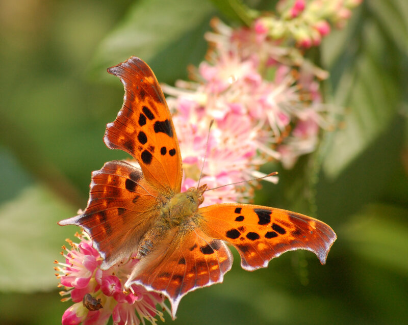 Anglewing Butterfly