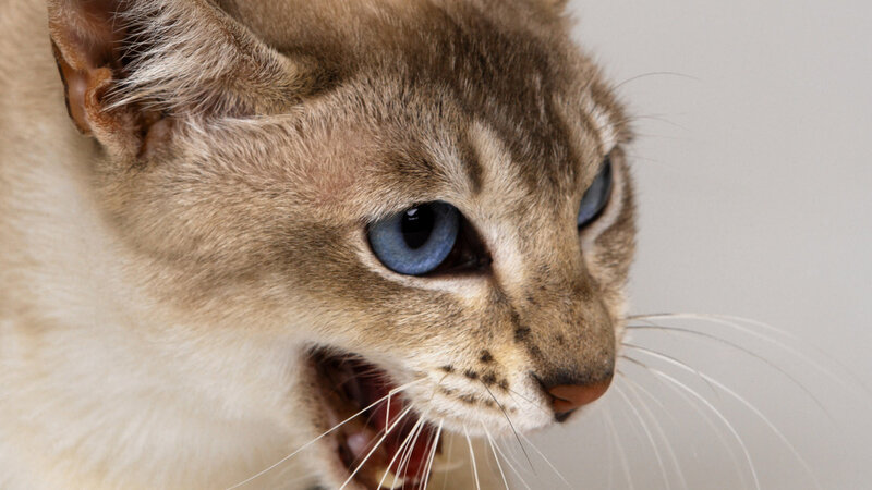 Angora Cat with Blue Eyes