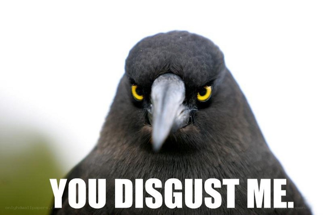 angry bird meme