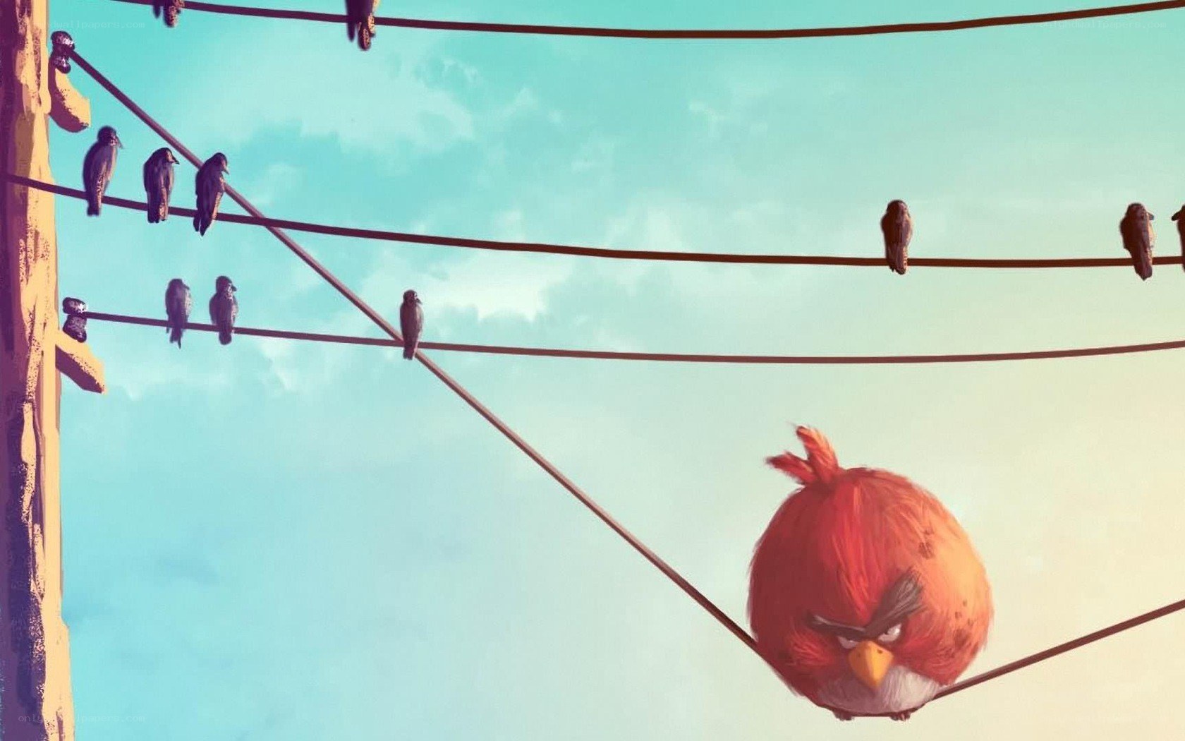 Angry Birds on power lines