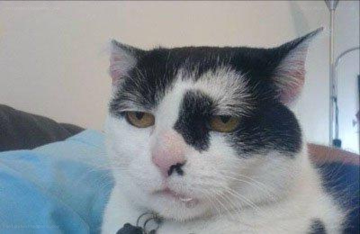 angry black and white cat