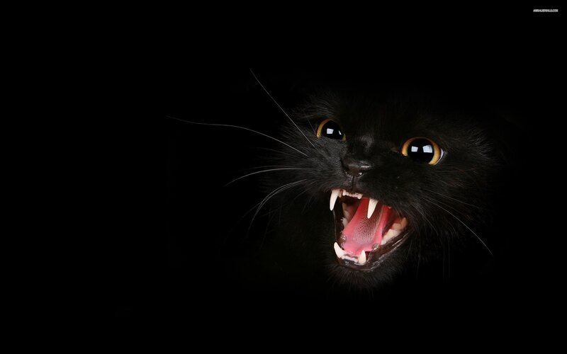 angry black cat